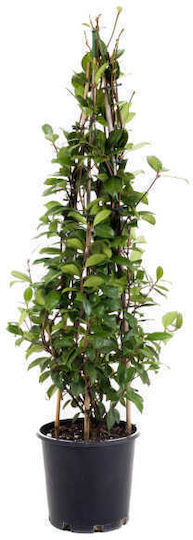 Trachelospermum Jasminoides 10lt