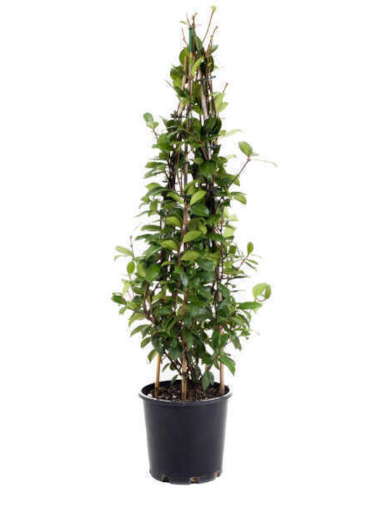 Star Jasmine 25lt