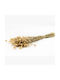 Getrocknete Pflanze 60cm mit LED Selected by Pragmatic