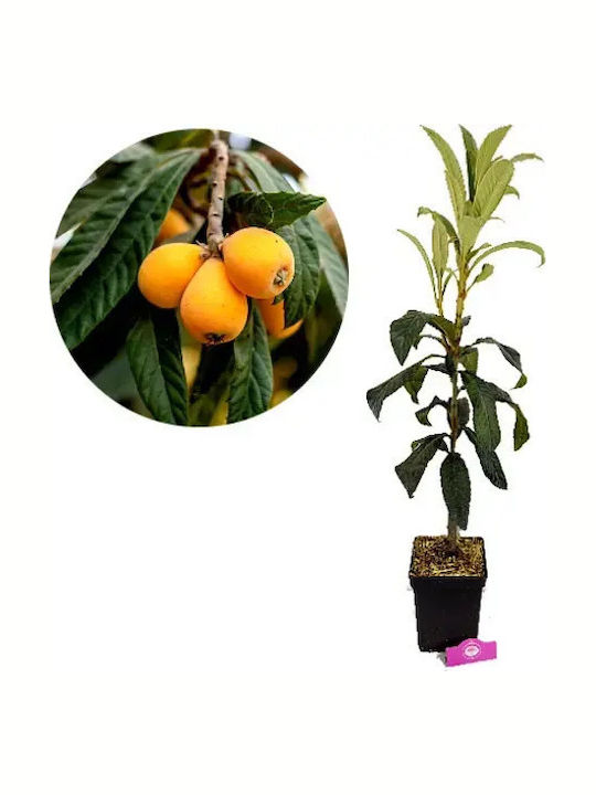 Loquat 4lt Height 100cm Loquat 4lt Height 100cm