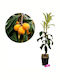 Loquat 4Es Höhe 100cm