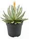 Senecio Scaposus 10.5cm