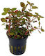 SonGrow Lebende Aquariumspflanze Ludwigia Palustris