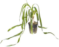 Tropica Potted Plantă acvatică vie