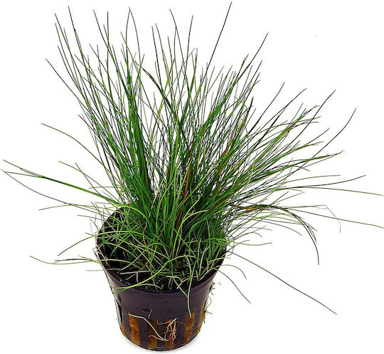 SonGrow Parvula Previously E Acicularis Plantă acvatică vie Eleocharis