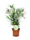 Asparagus Falcatus 12cm