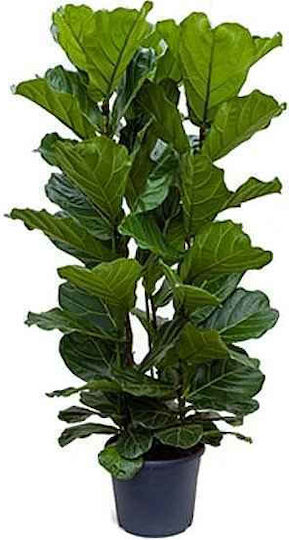 FICLY-14002-1 1.3lt