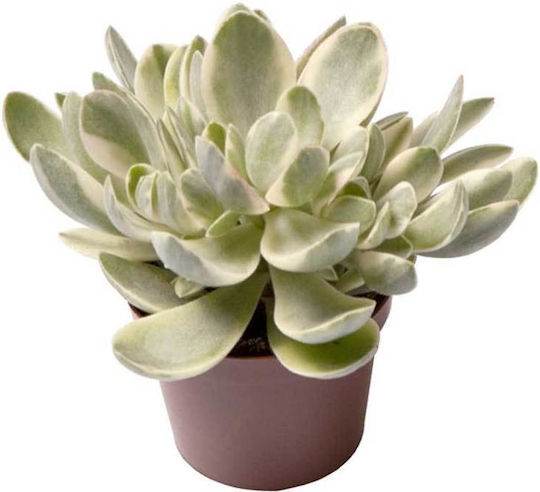 Crassula 6cm Crassula 6cm