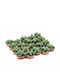 Green Leaf Cactus