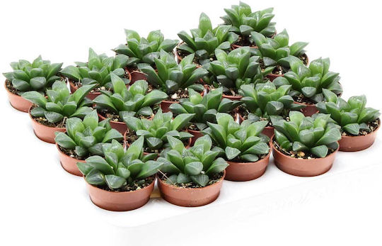 Кактус HAWRETUS5.5CM