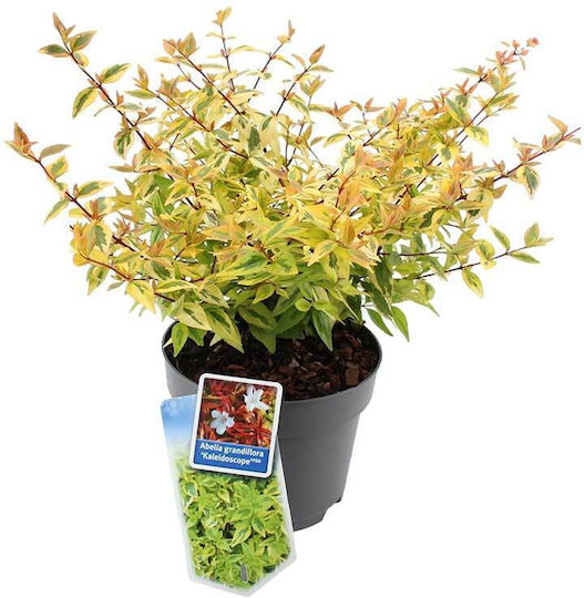 Abelia 'kaleidoscope' 17cm