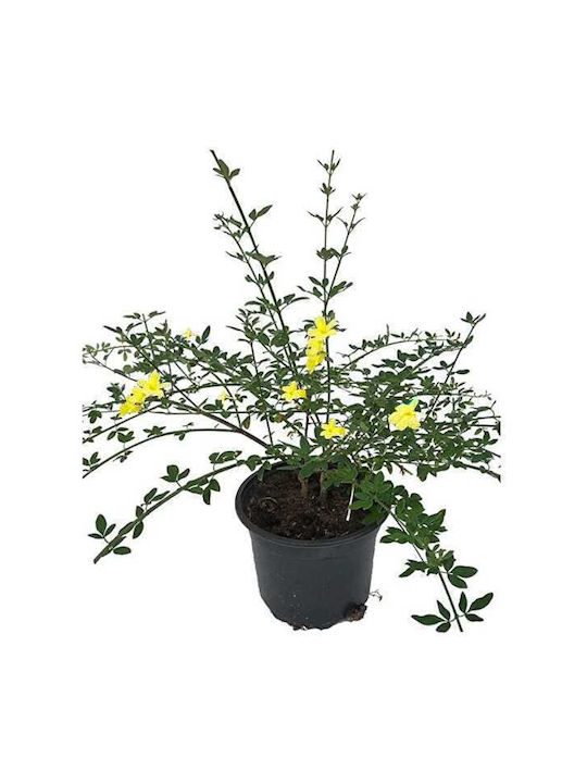 Jasminum Nudiflorum 4lt Înălțime 80buc