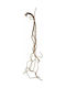 Abararam Hanging Artificial Plant Beige 1pcs