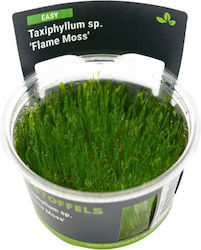 Stoffels Taxiphyllum Live Aquarium Plant