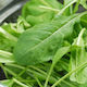 Evotris Σπόροι Ρόκας Πλατύφυλλη 100gr
