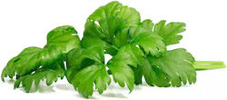 Click and Grow Seeds Celery 3pcs