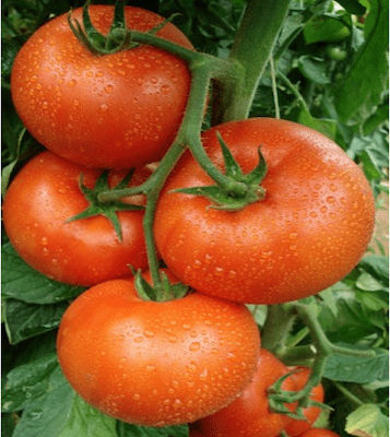 Seeds Tomatoς