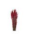 Dried Plant Red 1pcs