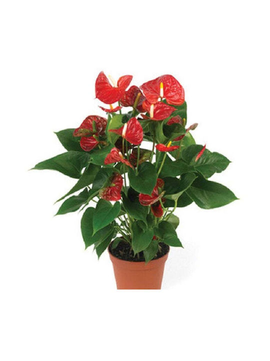 GreenArtStore Floare de coadă (Anthurium) De interior