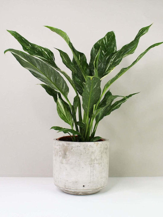 GreenArtStore Peace Lily Indoor