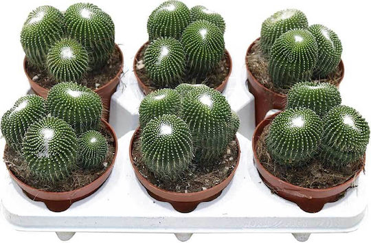 Plant PARODLENINGHINERMIS12CM