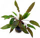 Stoffels Cryptocoryne Nevilli Live Aquarium Plant