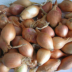 Primasem Луковица Лук Коктейл лук 1kg