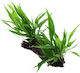 Stoffels Microsorum Live Aquarium Plant