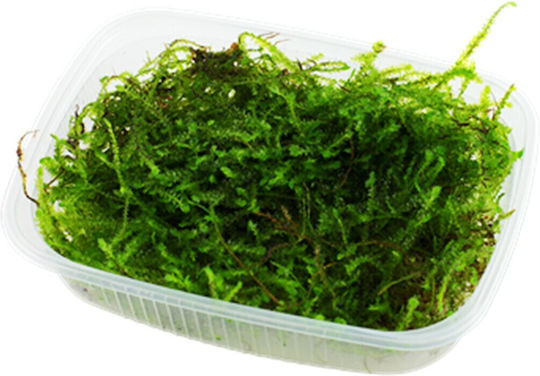 Ruinemans Aquarium Java Live Aquarium Plant