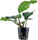 Tropica Anubias Βarteri Live Aquarium Plant