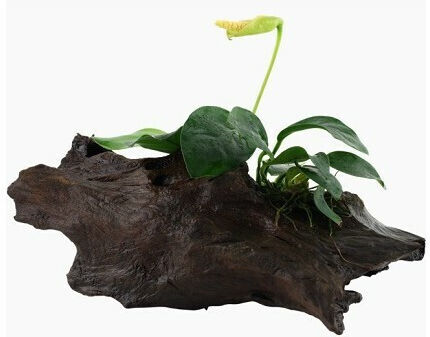 Tropica Plantă acvatică vie Anubias barteri