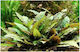 Tropica Ζωντανό Φυτό Ενυδρείου Cryptocoryne Nevilli