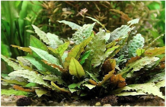 Tropica Ζωντανό Φυτό Ενυδρείου Cryptocoryne Nevilli