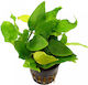 Anubias Barteri Var Живо Аквариумно Растение Anubias barteri