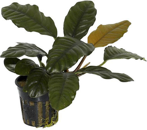 Anubias Barteri Var Lebende Aquariumspflanze Anubias Βarteri