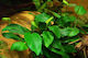 Anubias Anubias Βarteri Live Aquarium Plant