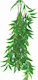 Happet Terrarium Ficus Longifolia 50cm Lebende Aquariumspflanze