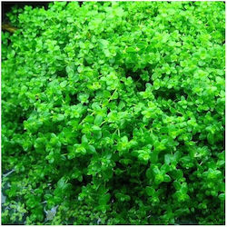 Misirlis Aquarium Hemianthus Cuba Live Aquarium Plant
