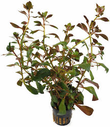 Stoffels Ludwigia Palustris Live Aquarium Plant