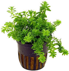 Stoffels Rotala Live Aquarium Plant Stoffels Rotala Live Aquarium Plant