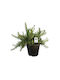 Rosmarinus Officinalis 7lt