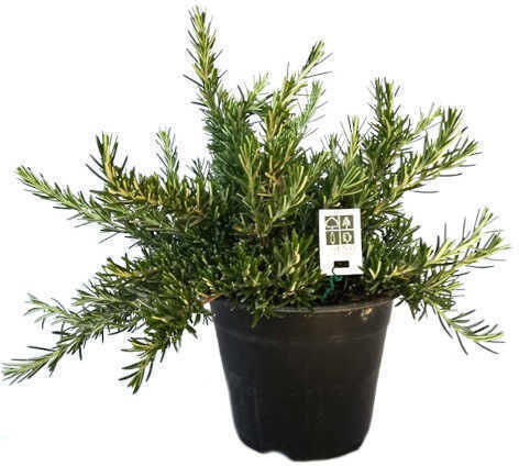 Rosmarinus Officinalis 7lt Rosmarinus Officinalis 7lt