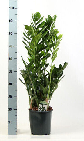 Zamiifolia Xxl Εσωτερικού Χώρου