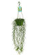 Green Leaf Hoya Höhe 12cm