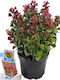 Leucothoe 'curly Red' 17cm