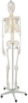 Aria Trade Medical Training Human Skeleton Manikin