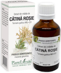 Plantextrakt 50ml Plantextrakt 50ml