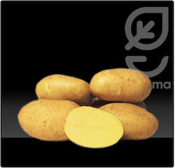 Gemma Semințe Cartofiς 1.25kg