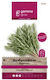 Gemma Seeds Rosemary Green