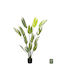 Calathea Potted Plant 140cm HomeMarkt